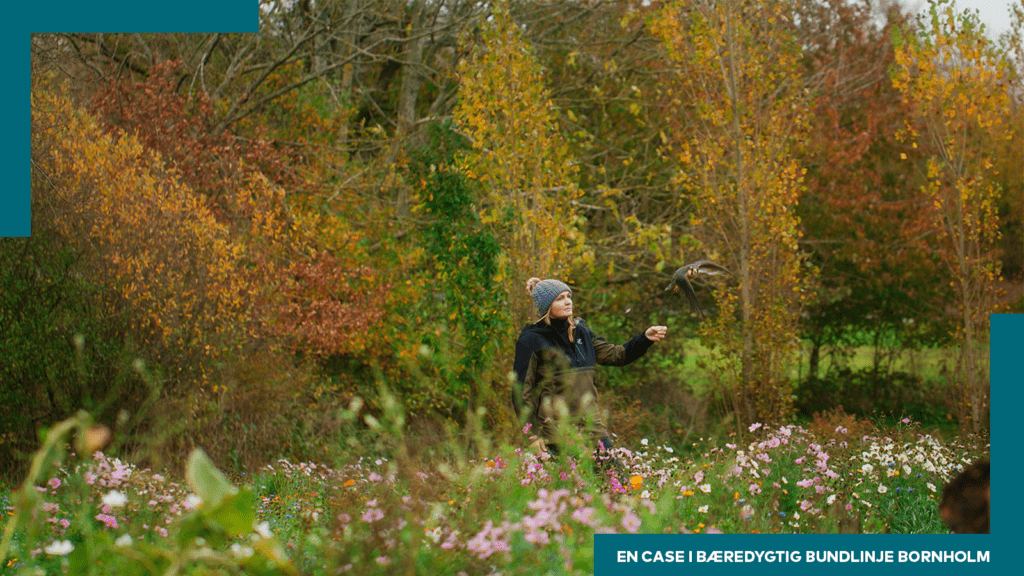 Bæredygtig bevidsthed skaber nye fødekilder og vaner hos Bornholms Rovfugleshow