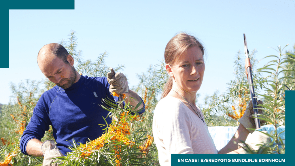 Bornholmsk bærplantage: ”Havtorn inviterer til bæredygtighed”