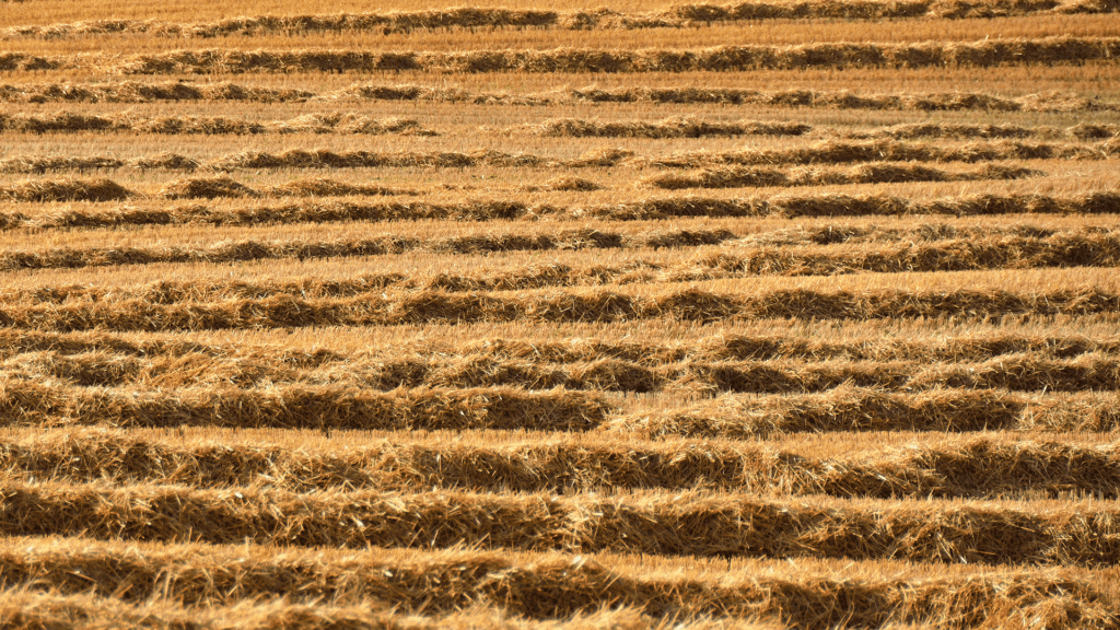 Tema: Halm til biogas