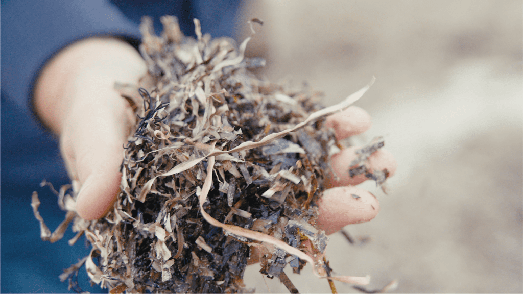 Power Bio øger udbuddet til grøn energiproduktion og højværdiprodukter