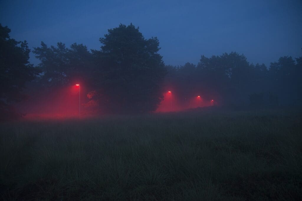 Ny vejbelysning i Gladsaxe tager også hensyn til flagermus