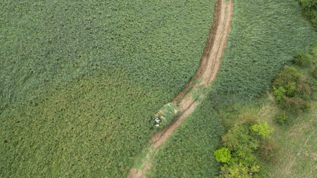 Tema: Kaskadeudnyttelse af tagrør - fra høj værdi til energi